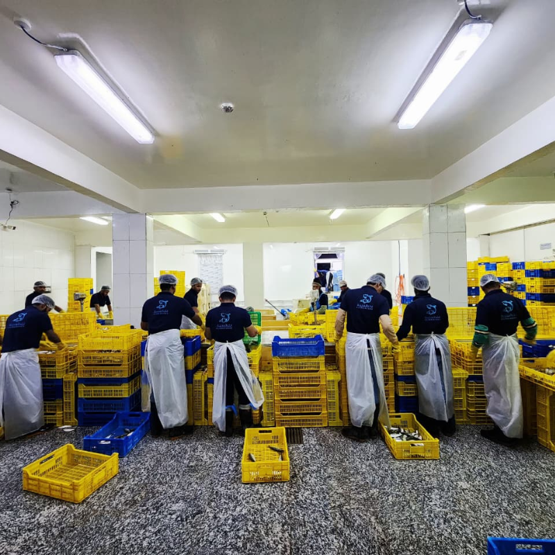 Fresh catch is received and sorted with strict hygiene standards.