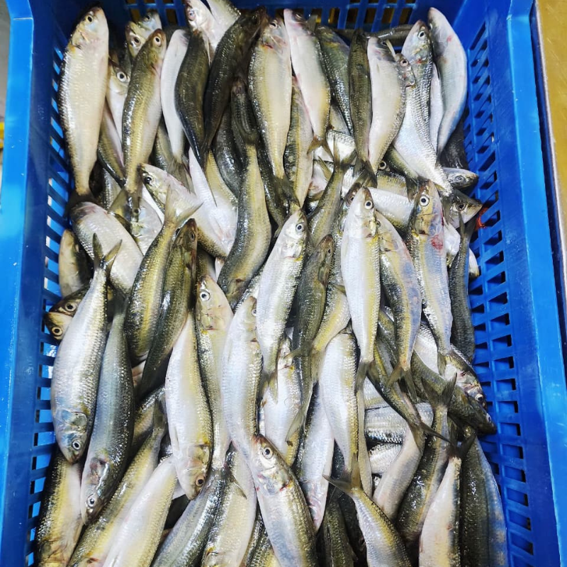 The products are packed in food-grade crates, ready for delivery.