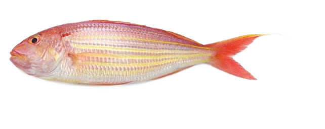 Japanese Threadbin Bream