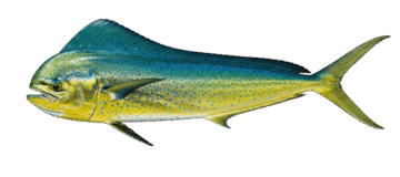 Mahi Mahi