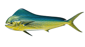 Mahi Mahi