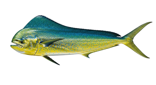 Mahi Mahi