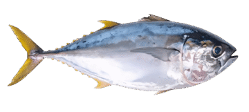 Yellow Fin Tuna