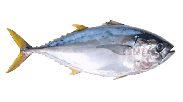 Yellow fin tuna