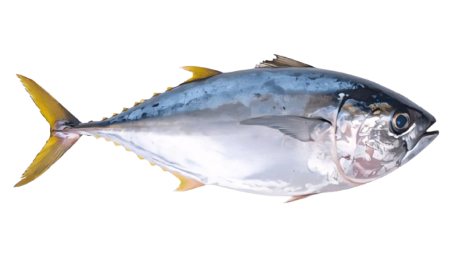 Yellow Fin Tuna