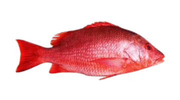 Red snapper