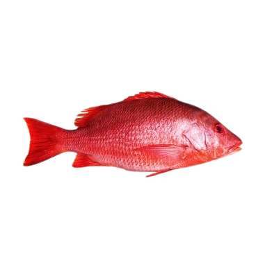 Red Sanpper