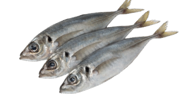 Mackerel scad