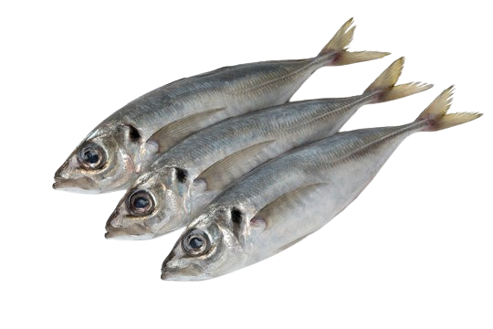 Mackerel Scad