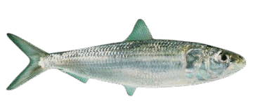 Sardine