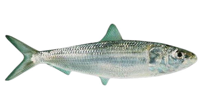 Sardine